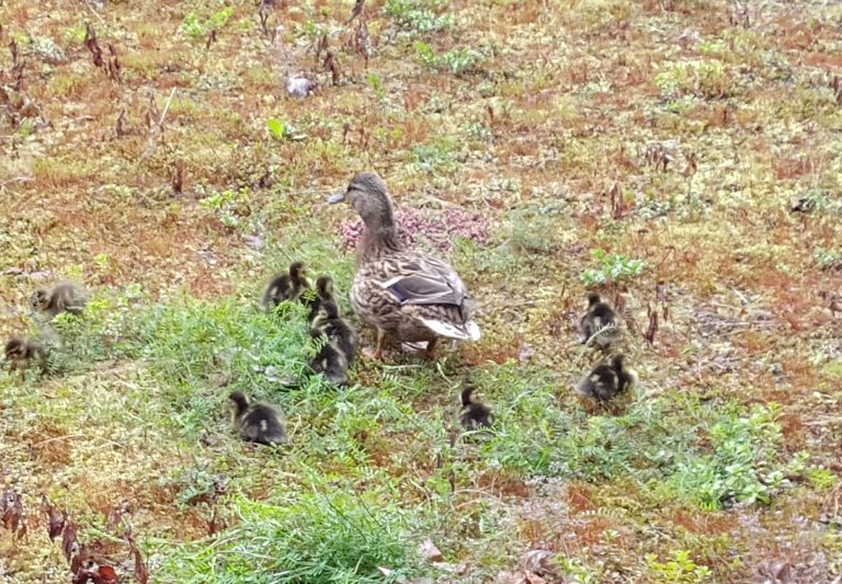 Entenfamilie